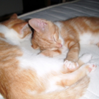Photo #239475 de Papatte