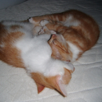 Photo #239476 de Papatte