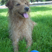 Photo #239481 de Cheyenne