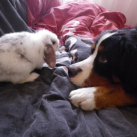 Photo #239491 de Lynet