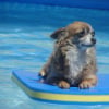 Cajoline dans la Piscine