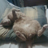 Ma position favorite pour dormir!!!