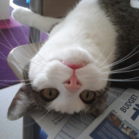 Photo #239535 de Enzo