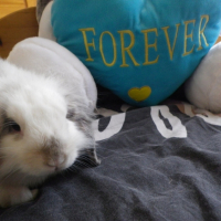Photo #239544 de Lynet
