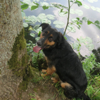Photo #239575 de Benji
