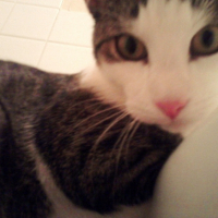 Photo #239598 de Enzo