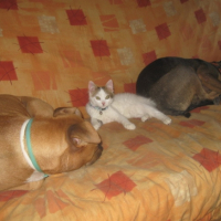Photo #239610 de Gribouille