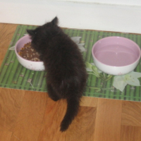 Premières bouchées dans ma gamelle chez ma maman adoptive
