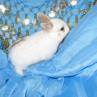Photo #239667 de Kitty