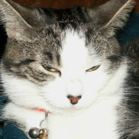 Photo #239705 de Crapule