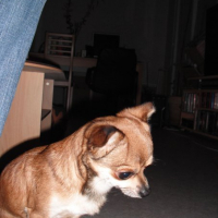 Photo #239745 de Cooki