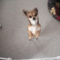 Photo #239746 de Cooki