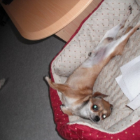 Photo #239747 de Cooki