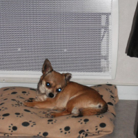 Photo #239749 de Cooki