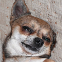 Photo #239750 de Cooki