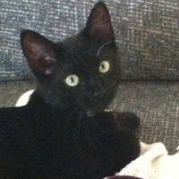 Photo #239813 de Choco