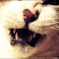 Photo #239849 de Blanby