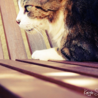 Photo #239850 de Blanby