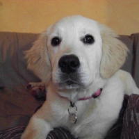 Photo #239855 de Flanelle