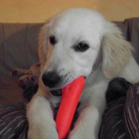 Photo #239858 de Flanelle