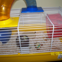 ma cage