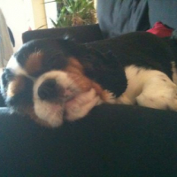 Photo #239900 de Bellinda