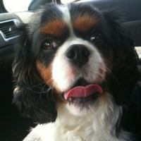 Photo #239901 de Bellinda