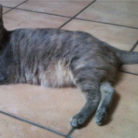 Photo #239911 de Enia