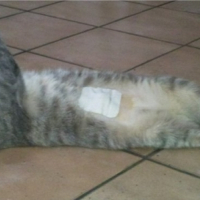 Photo #239912 de Enia