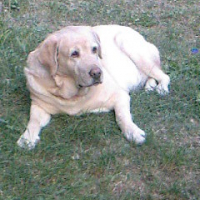 Photo #239943 de Tess