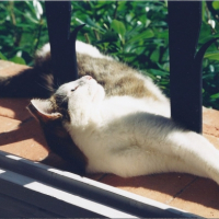 Photo #239996 de Noisette