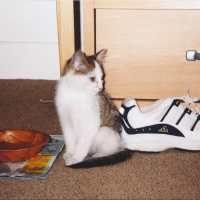 Photo #239998 de Noisette