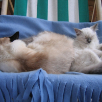 Photo #240079 de Fanou