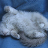 Photo #240080 de Fanou