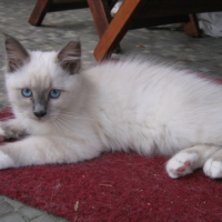 Photo #240081 de Fanou