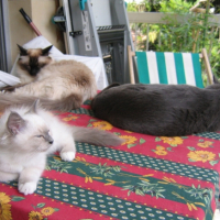 Photo #240082 de Fanou