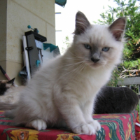 Photo #240083 de Fanou