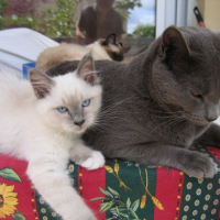 Photo #240084 de Fanou