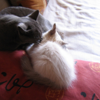 Photo #240085 de Fanou