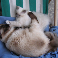 Photo #240086 de Fanou