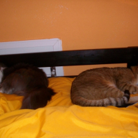 Photo #240177 de Biscotte
