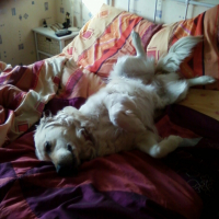 Photo #240242 de Uffy