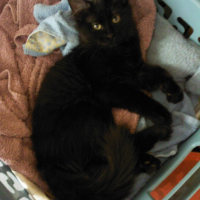 Photo #240302 de Félice