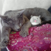 Photo #240357 de Globule
