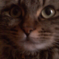 Photo #240395 de Myrtille