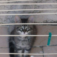 Photo #240396 de Myrtille