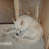 Photo #240429 de Demon