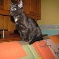 Photo #240434 de Bandit