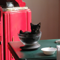 Photo #240435 de Bandit