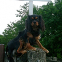 Photo #240544 de Gypsy.